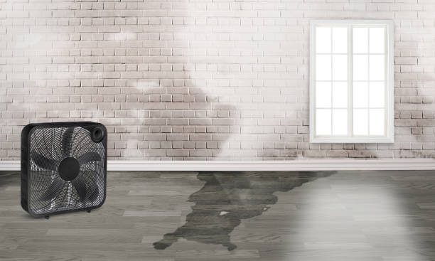 Best Water damage restoration near me  in Chippewa Falls, WI